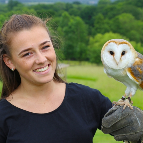 Tunbridge Wells Falconry Experiences Tunbridge Wells Falconry Experiences